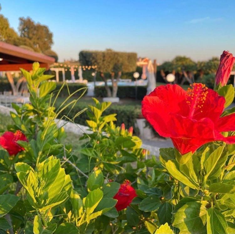 Villalessandra Civitavecchia Dış mekan fotoğraf